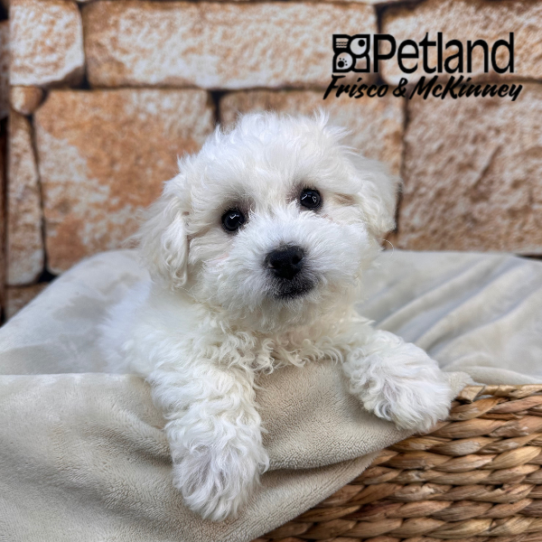 [#2640-04] White M Bichon Frise Puppies for Sale