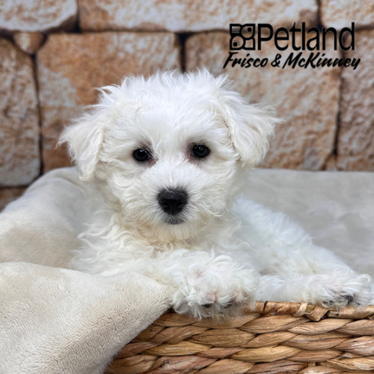 [#2640-05] White F Bichon Frise Puppies for Sale