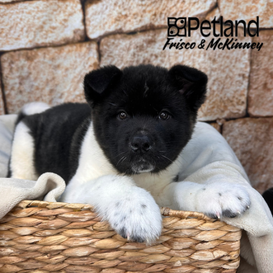 [#2644-01] Brindle M Akita Puppies for Sale