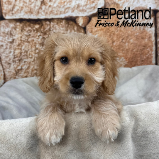 [#2657-02] Tan M Cavachon Puppies for Sale