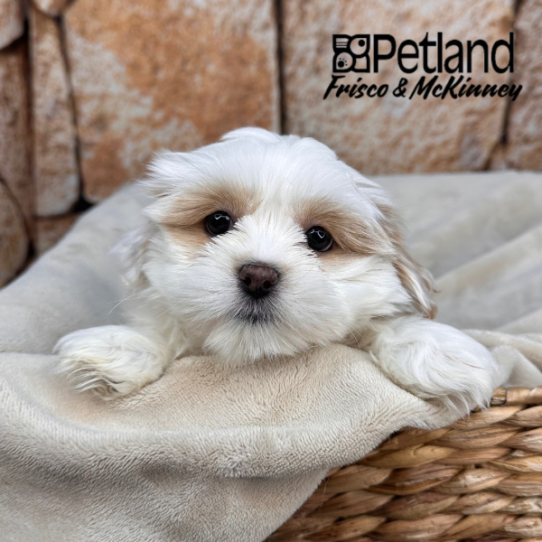 [#2645-02] White / Cream F Lhasa Apso Puppies for Sale