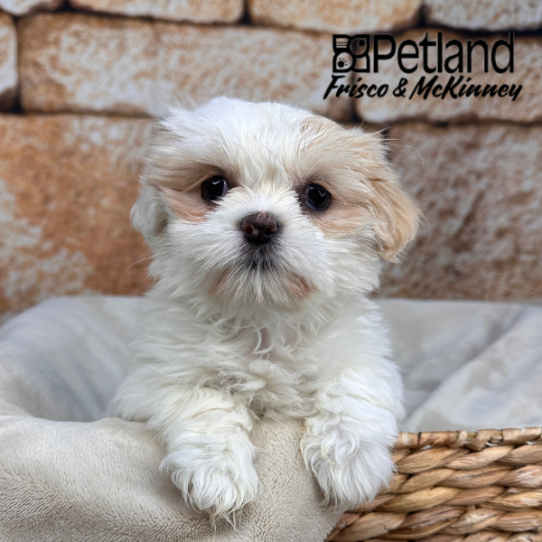 [#2645-03] White / Cream F Lhasa Apso Puppies for Sale