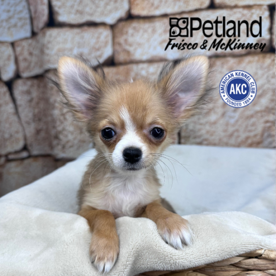 [#253198-03] Dark Sable M Chihuahua Puppies for Sale