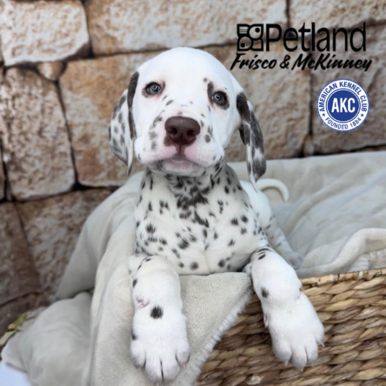 [#253377-02] Liver / White M Dalmatian Puppies for Sale