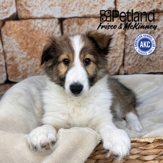 [#253387-06] Sable / White F Shetland Sheepdog Puppies for Sale