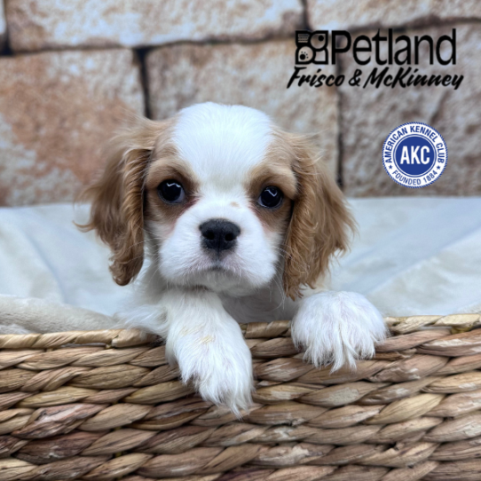 [#253404-03] Blenheim M Cavalier King Charles Spaniel Puppies for Sale