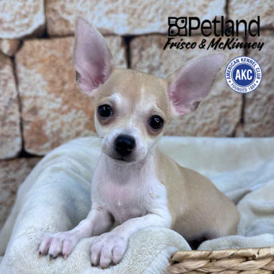 [#253421-02] Fawn / White M Chihuahua Puppies for Sale