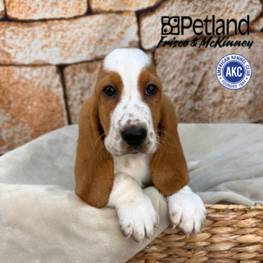 [#253439-04] Red / White F Basset Hound Puppies for Sale