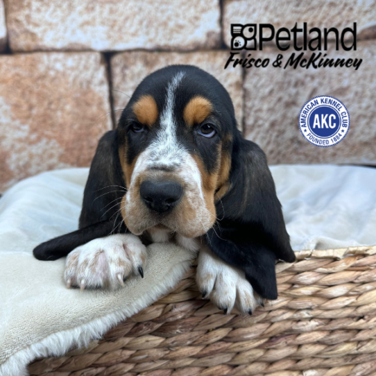 [#253453-02] Tri-Colored M Basset Hound Puppies for Sale