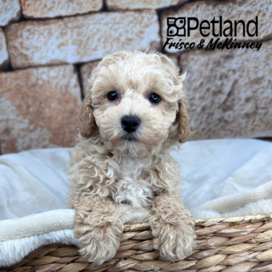 [#26100-02] Apricot M Bichapoo Puppies for Sale