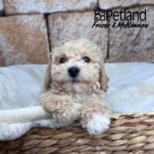 [#26100-03] Apricot F Bichapoo Puppies for Sale