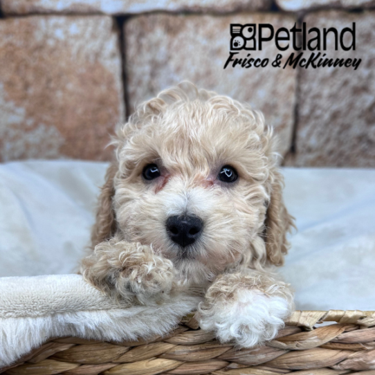 [#26100-03] Apricot F Bichapoo Puppies for Sale
