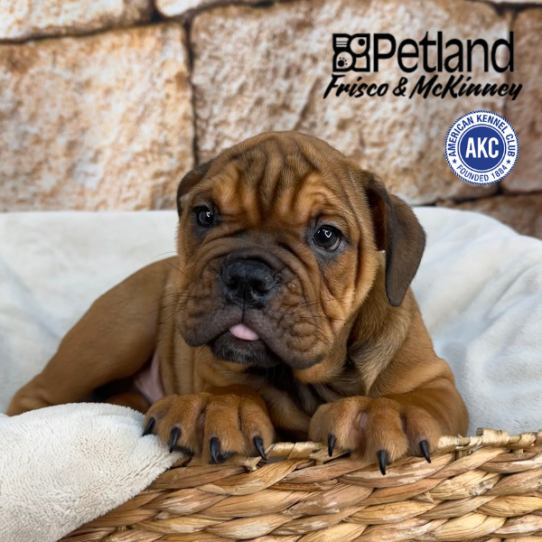 [#2622-02] Red / White M English Bulldog  Puppies for Sale