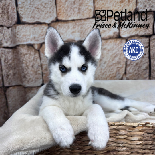[#2645-07] Black / White F Siberian Husky Puppies for Sale