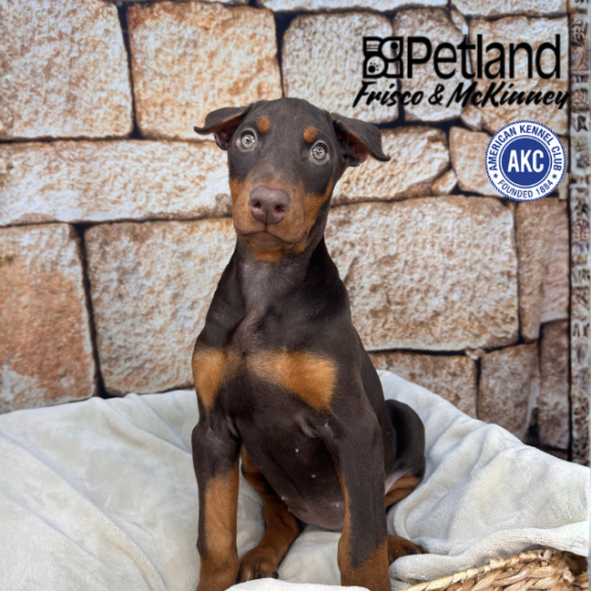[#2612-05] Chocolate / Rust F Doberman Pinscher Puppies for Sale