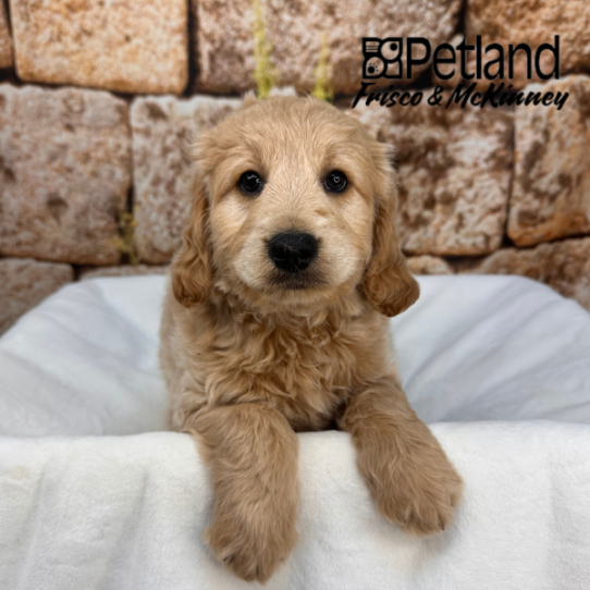 [#2631-01] Apricot M Goldendoodle Mini Puppies for Sale
