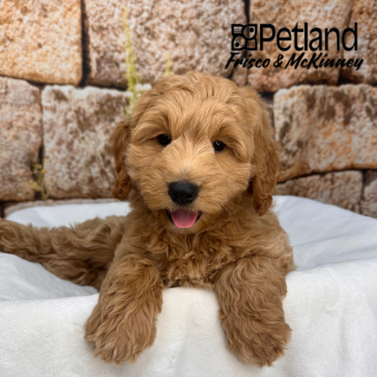 [#2631-04] Apricot M Goldendoodle Mini Puppies for Sale