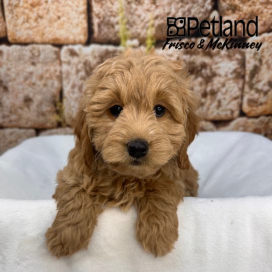 [#2631-07] Apricot F Goldendoodle Mini Puppies for Sale