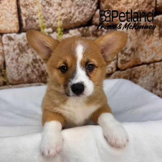 [#266-02] Red / White F Pembroke Welsh Corgi Puppies for Sale