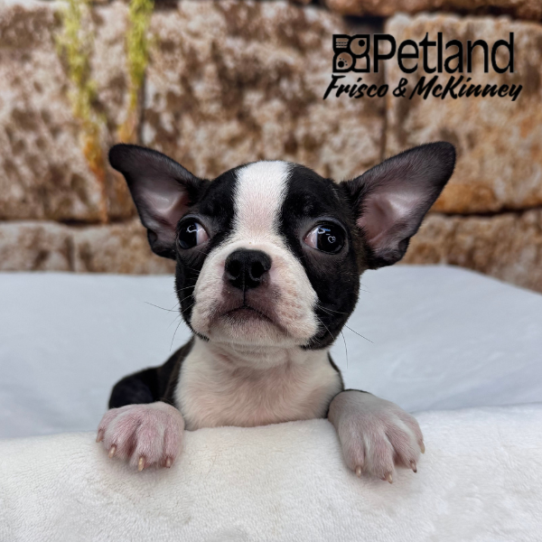 [#26454-05] Brindle / White F Boston Terrier Puppies for Sale