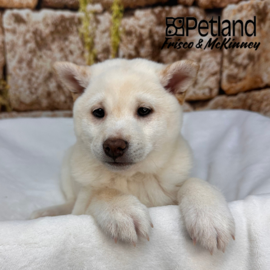 [#26481-01] Cream M Shiba Inu Puppies for Sale