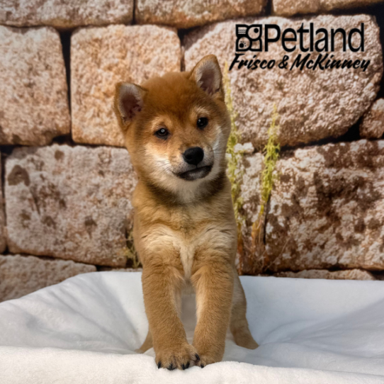 [#26481-03] Red Sesame F Shiba Inu Puppies for Sale