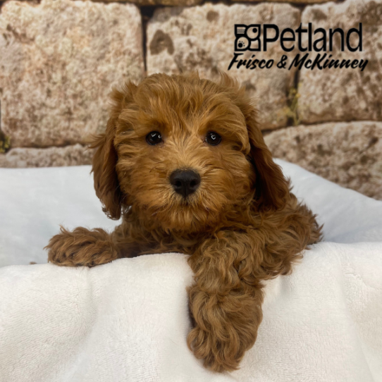 [#25149-02] Red F Cavapoo F1B Puppies for Sale