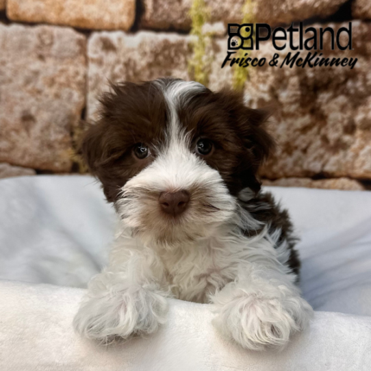 [#N00101] Chocolate M Havanese Puppies for Sale