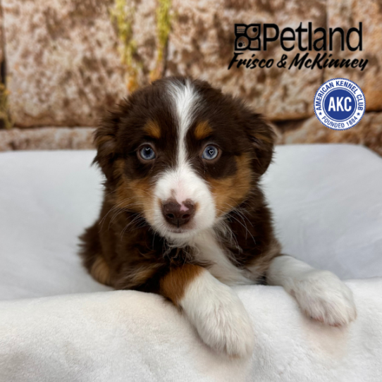 [#M16739] Red F Miniature American Shepherd Puppies for Sale