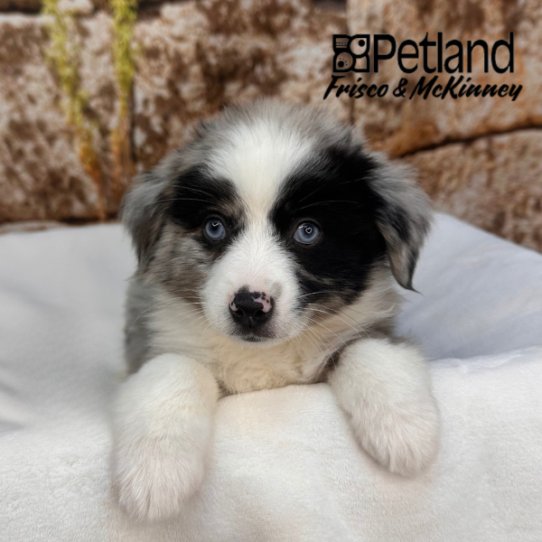 [#M17247] Blue Merle and White F Miniature Australian Shepherd Puppies for Sale