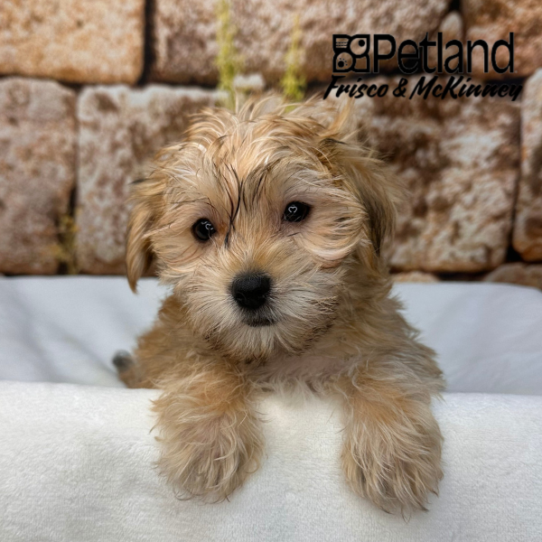 [#M17152] Gold M Morkie Puppies for Sale