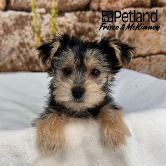 [#M17158] Black and Tan F Morkie Puppies for Sale