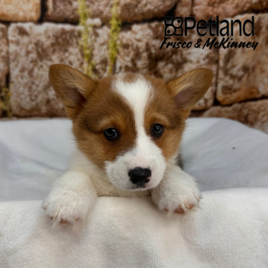 [#M17550] Sable F Pembroke Welsh Corgi Puppies for Sale