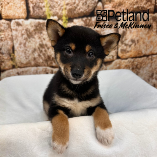 [#M17419] Black and Tan M Shiba Inu Puppies for Sale