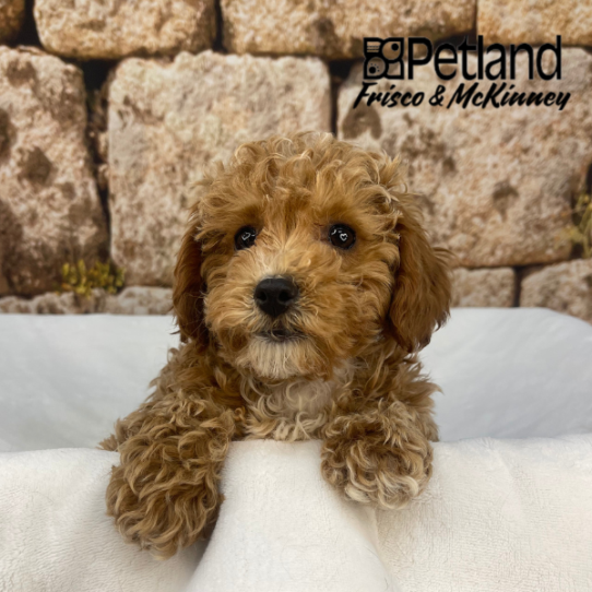 [#25148-04] Red F Cavapoo F1B Puppies for Sale
