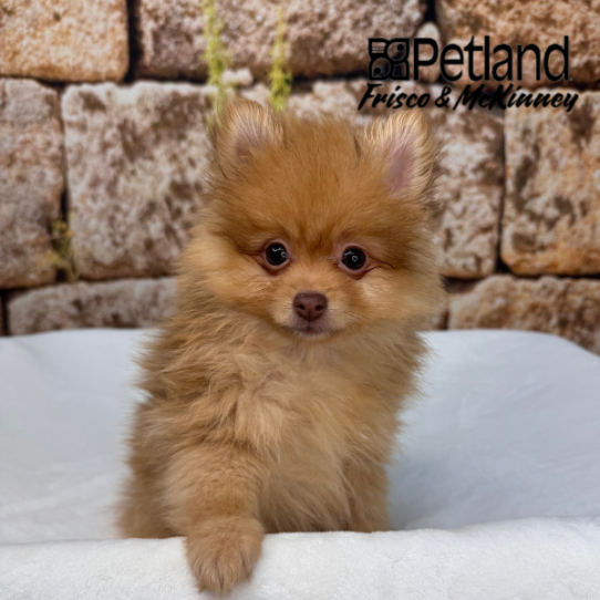 [#N00207] Chocolate Sable M Pomeranian Puppies for Sale