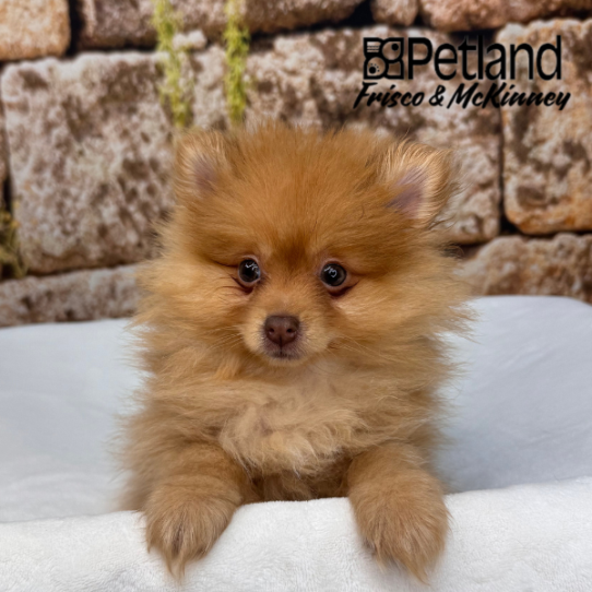 [#N00209] Chocolate Sable M Pomeranian Puppies for Sale