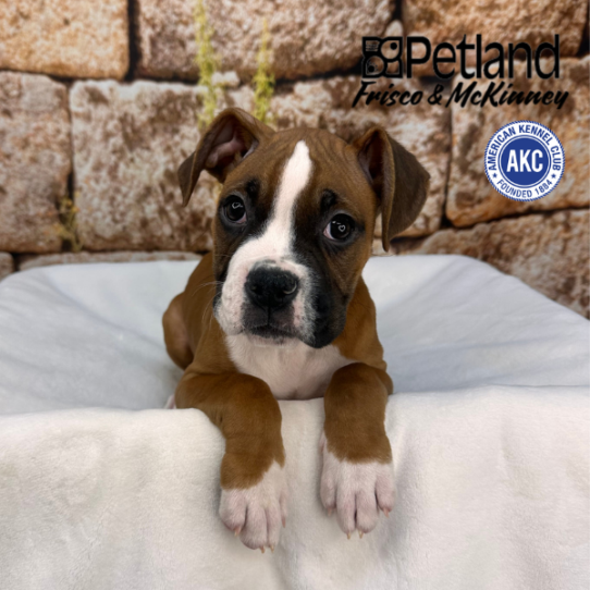 [#26458-01] Red / White M Boxer Puppies for Sale
