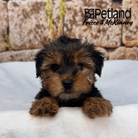 [#N00412] Black and Tan F Yorkshire Terrier Puppies for Sale