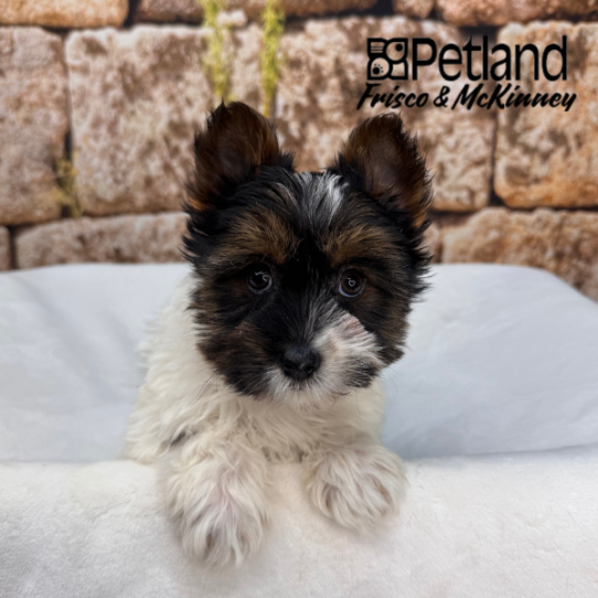 [#M17134] Black Tan and White M Yorkshire Terrier Puppies for Sale