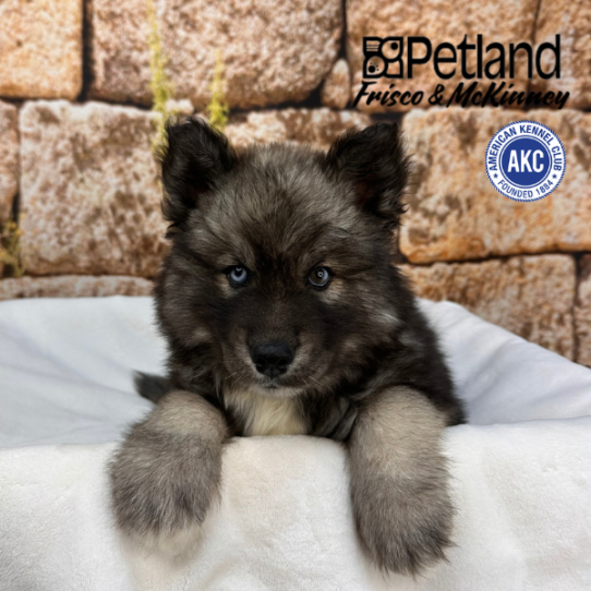 [#N00052] Agouti and white M Siberian Husky Puppies for Sale