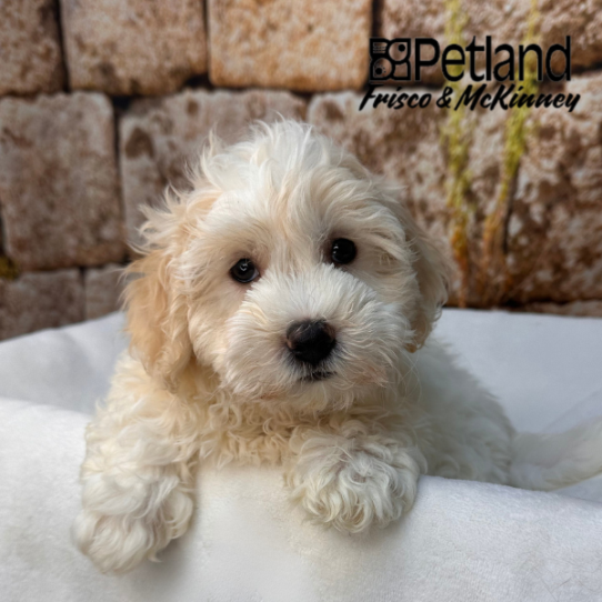 [#M16959] White and Cream M Malti-chon Puppies for Sale