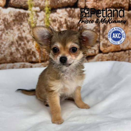 [#253357-06] Chocolate F Chihuahua Puppies for Sale