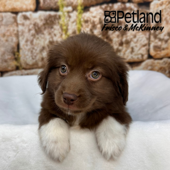 [#26180-02] Red Tan / White M Miniature Australian Shepherd Puppies for Sale