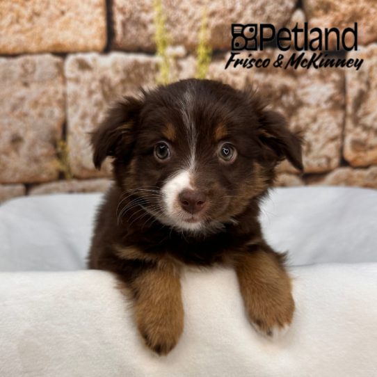 [#26181-04] Red Tan / White F Miniature Australian Shepherd Puppies for Sale