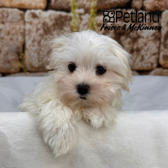 [#26217-01] White M Maltese Puppies for Sale