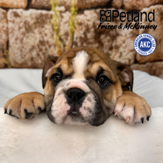 [#26337-02] Red / White M English Bulldog  Puppies for Sale