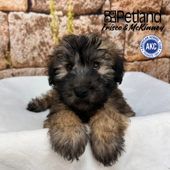[#2662-02] Wheaten M Soft Coated Wheaten Terrier Puppies for Sale