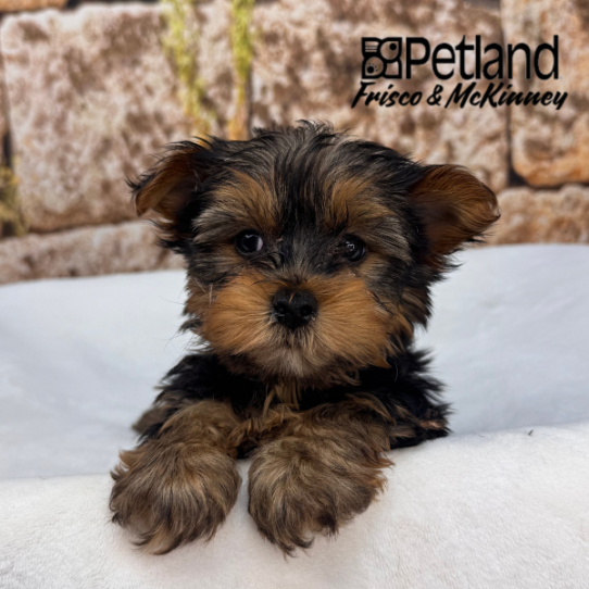 [#2663-01] M Yorkshire Terrier Puppies for Sale