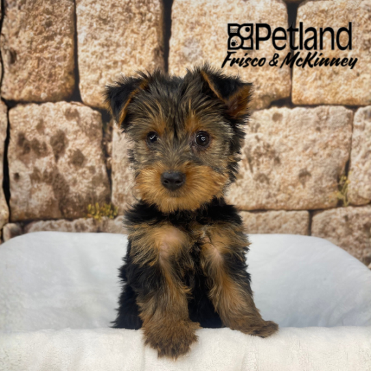 [#N01858] Black and Tan F Yorkshire Terrier Puppies for Sale